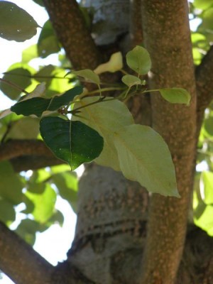 Topol androscogův Populus androscoggin