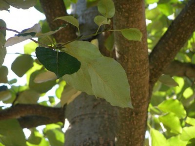 Topol androscogův Populus androscoggin