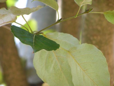Topol androscogův Populus androscoggin