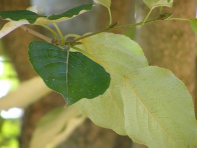 Topol androscogův Populus androscoggin