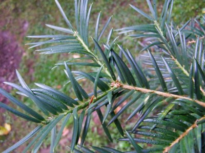Torreya kalifornská Torreya californica