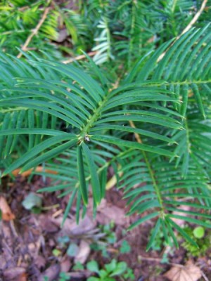 Torreya kalifornská Torreya californica