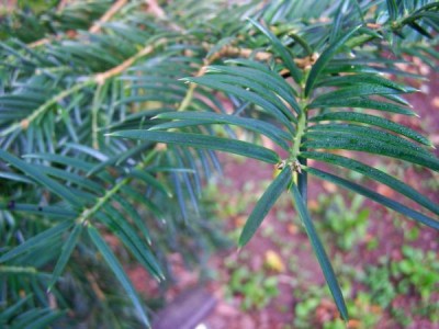 Torreya kalifornská Torreya californica