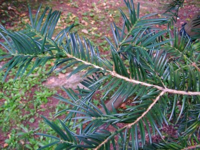 Torreya kalifornská Torreya californica