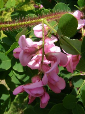 Trnovník huňatý - velkolistý Robinia hispida ´Macrophylla´