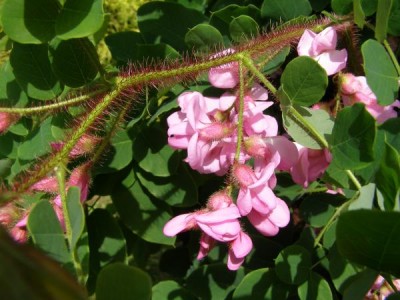 Trnovník huňatý - velkolistý Robinia hispida ´Macrophylla´