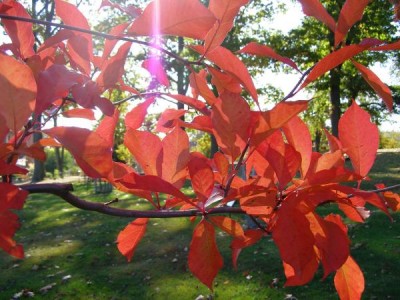 Tupela lesní Nyssa sylvatica