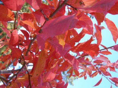 Tupela lesní Nyssa sylvatica