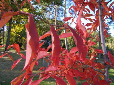 Tupela lesní Nyssa sylvatica