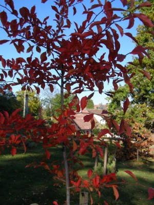 Tupela lesní Nyssa sylvatica