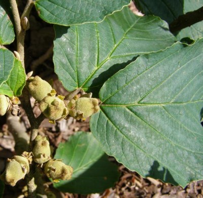 Vilín měkký Hamamelis molis