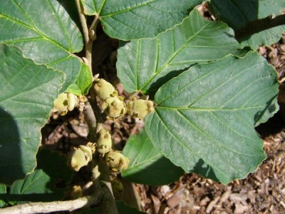 Vilín měkký Hamamelis molis