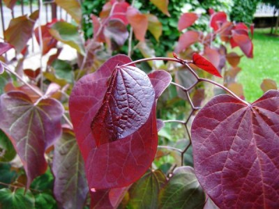 Zmarlika kanadská Cersis canadensis ´Forest pansy´