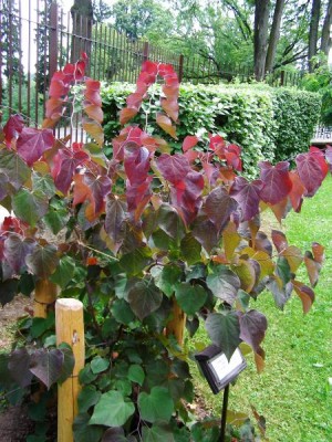 Zmarlika kanadská Cersis canadensis ´Forest pansy´
