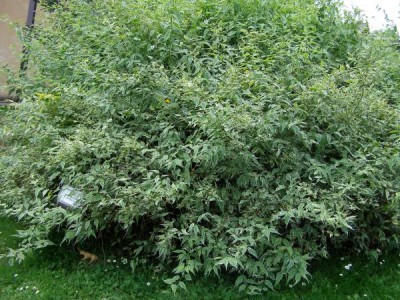 Zákula japonská Kerria japonica ´Variegata´