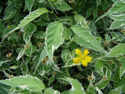 Zákula japonská Kerria japonica ´Variegata´