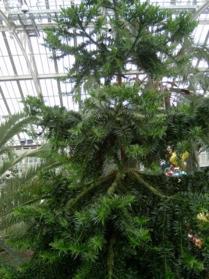 Royal Botanic Gardens, Londýn - Kew, 2005