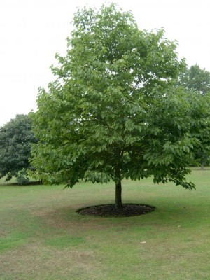 Royal Botanic Gardens, Londýn - Kew, 2005