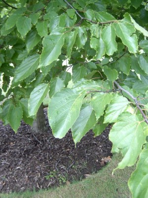 Royal Botanic Gardens, Londýn - Kew, 2005