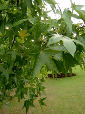 Ambroň - Liquidambar  Royal Botanic Gardens, Londýn - Kew