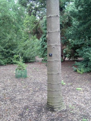 Blahočet - Araucaria  Royal Botanic Gardens, Londýn - Kew