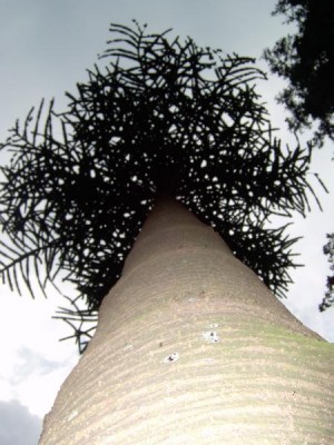 Blahočet - Araucaria  Royal Botanic Gardens, Londýn - Kew 2005