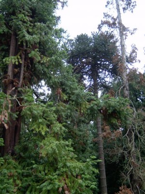 Blahočet - Araucaria  Royal Botanic Gardens, Londýn - Kew 2005