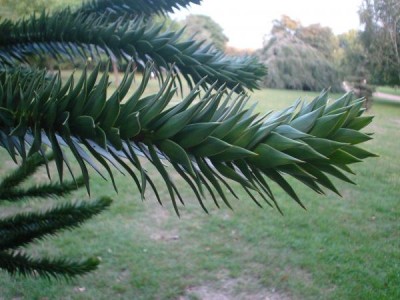 Blahočet čilský - Araucaria araucana  St James´Park (Green Park) Londýn 2005