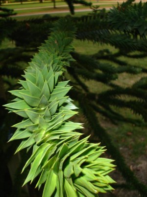Blahočet čilský - Araucaria araucana,  St James´Park (Green Park) Londýn 2005