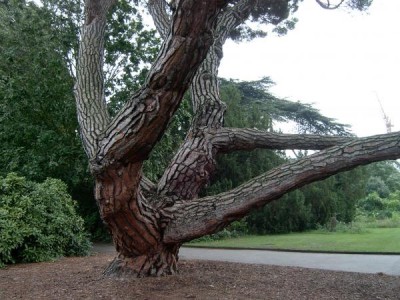 Borovice - Pinus Royal Botanic Gardens, Londýn - Kew, 2005