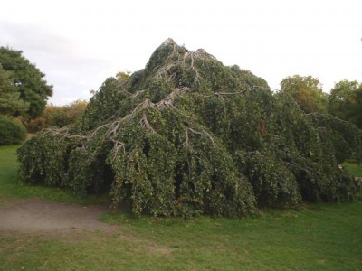 Buk lesní - převislý, Fagus sylvatica ´Pendula´  St James´Park (Green Park), Londýn 2005