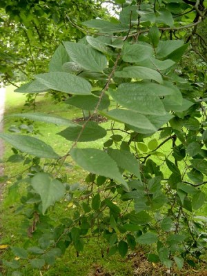 Břestovec západní - Celtis occidentalis Botanic Gardens, Londýn - Kew