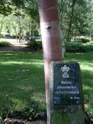 Břízy (Betula)  St James´Park (Green Park), Londýn
