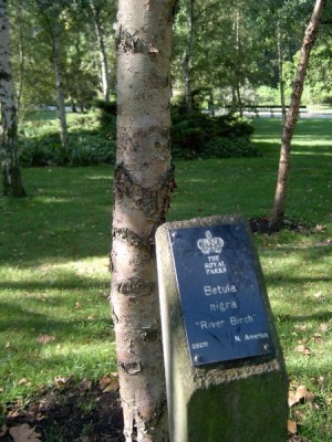  Břízy (Betula)  St James´Park (Green Park), Londýn