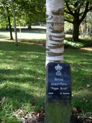 Břízy (Betula)  St James´Park (Green Park), Londýn