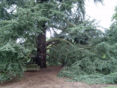  Cedr atlaský - Cedrus atlantica Royal Botanic Gardens, Londýn - Kew, 2005