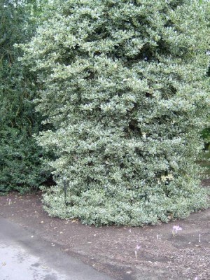 Cesmíny (Ilex) v Botanic Gardens, Londýn - Kew