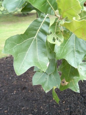  Dub marylandský - Quercus marilandica Royal Botanic Gardens, Londýn - Kew