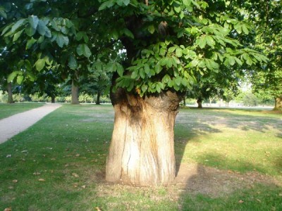  Kaštanovník jedlý - Castanea sativa  Hyde Park, Londýn 2005