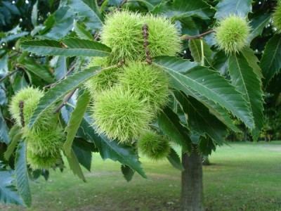 Kaštanovník jedlý - Castanea sativa  Hyde Park, Londýn 2005