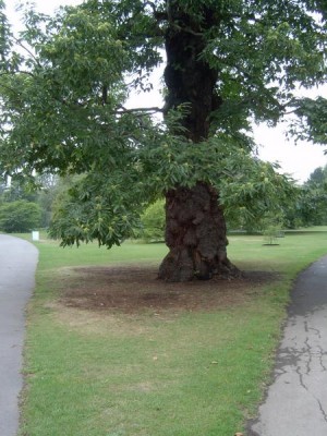Kaštanovník jedlý - Castanea sativa Royal Botanic Gardens, Kew, Londýn 2005