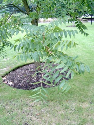  Ořešák černý - Juglans nigra Royal Botanic Gardens, Londýn - Kew