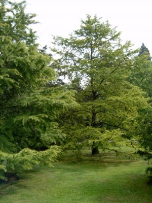 Pamodřín - Pseudolarix Royal Botanic Gardens, Londýn - Kew