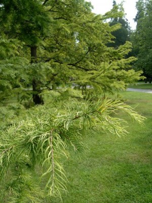 Pamodřín - Pseudolarix Royal Botanic Gardens, Londýn - Kew