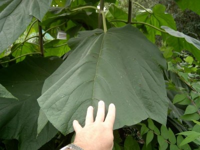  Pavlovnie - Paulownia Royal Botanic Gardens, Londýn - Kew 2005