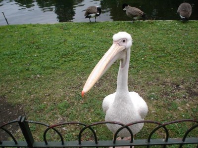  Pelikán Duck Island v St James´Park (Green Park) Londýn, 2005