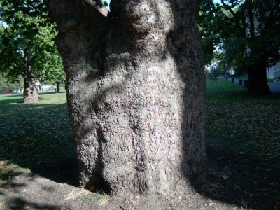  Platan - Platanus Harmsw. Park, Londýn, 2005