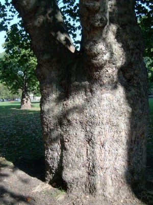  Platan - Platanus Harmsw. Park, Londýn ,2005