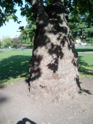  Platan - Platanus Harmsw. Park, Londýn, 2005