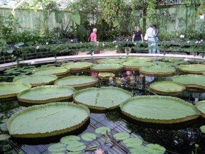 Royal Botanic Gardens,  Londýn - Kew, 2005